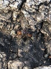 Liometopum occidentale