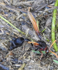 Delta pyriforme circinale