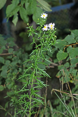 Aster incisus