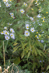 Aster incisus