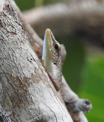 Lamprolepis smaragdina