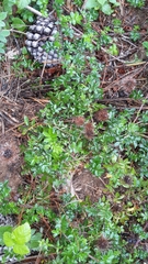 Acaena ovalifolia