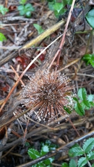 Acaena ovalifolia