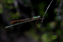 Austrolestes cingulatus