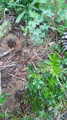 Acaena ovalifolia