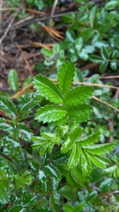 Acaena ovalifolia