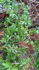 Acaena ovalifolia