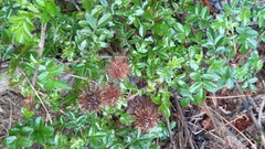 Acaena ovalifolia
