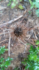 Acaena ovalifolia