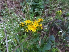 Packera coahuilensis