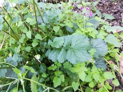 Packera coahuilensis