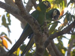 Primolius auricollis