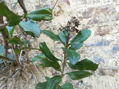 Ageratina viburnoides