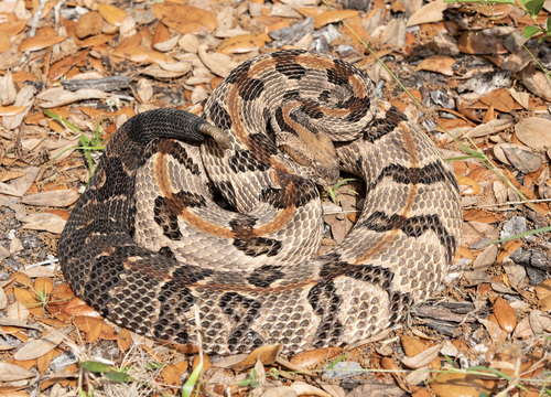 Crotalus horridus Linnaeus, 1758