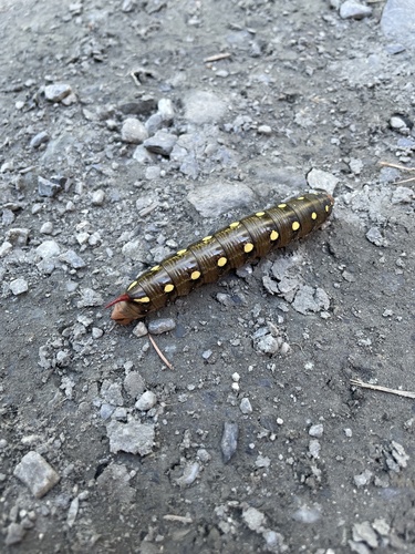 Hyles gallii