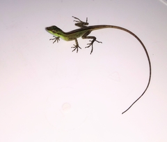 Anolis ventrimaculatus