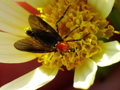 Dilophus pectoralis