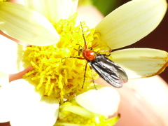 Dilophus pectoralis