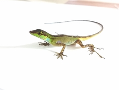 Anolis ventrimaculatus