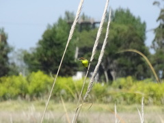 Pseudocolopteryx flaviventris