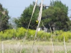 Pseudocolopteryx flaviventris