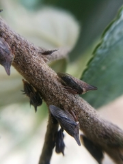 Aconophora compressa