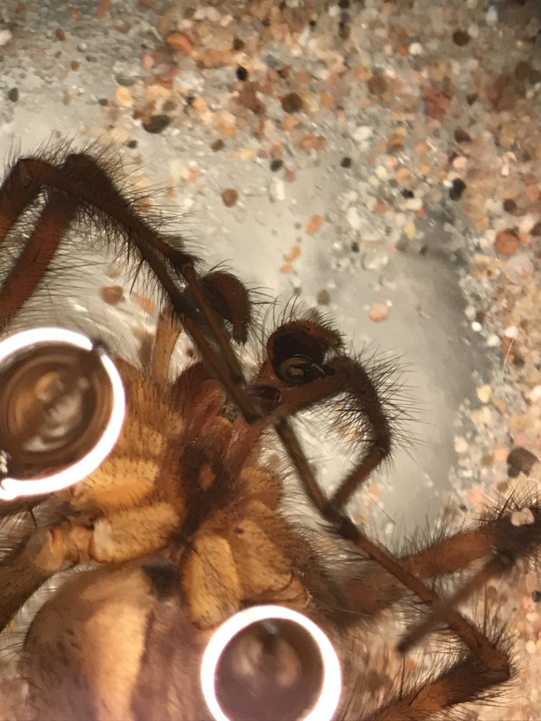 Pennsylvania Grass Spider