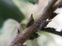 Aconophora compressa