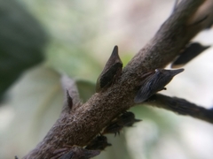 Aconophora compressa