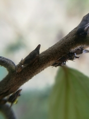 Aconophora compressa