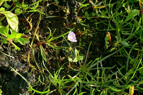 Image of Baldellia repens by no rights reserved