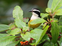 Coereba flaveola caboti