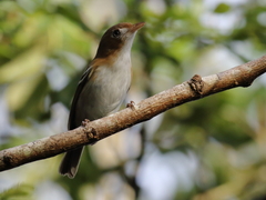 Vireo bairdi