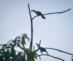 Ramphastos sulfuratus image