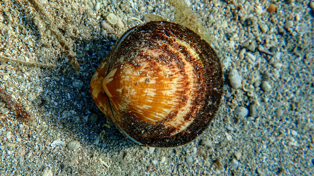 Pilose Bittersweet