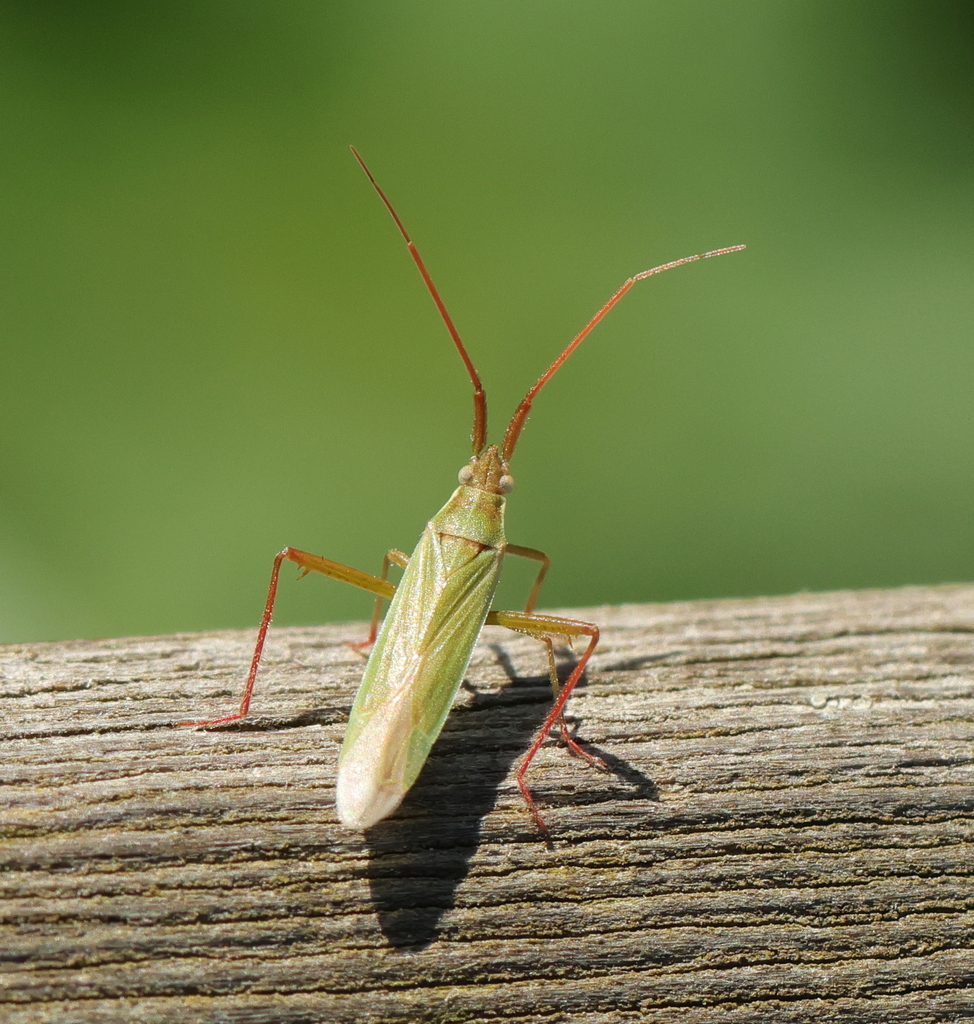 Twospined Grass Bug from Oudalle, France on September 4, 2023 at 0544
