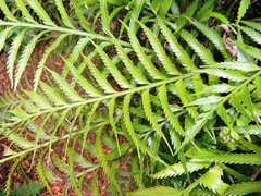 Asplenium scleroprium