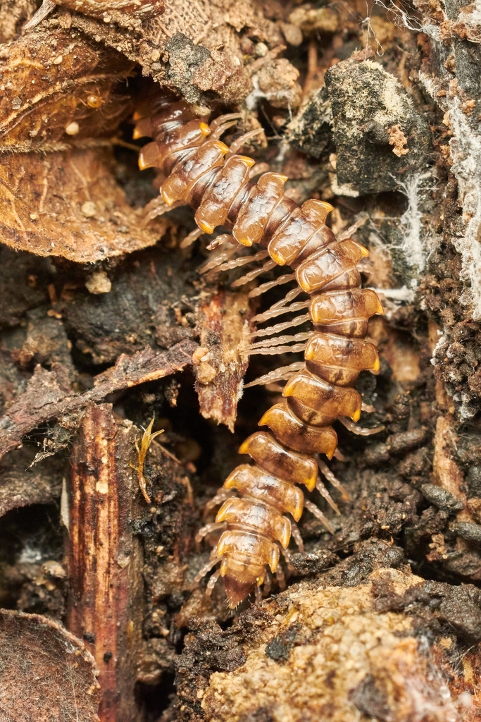 Monenchodesmus michaelseni