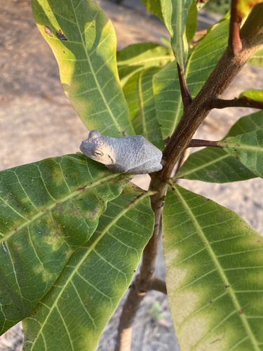 Grey Foam-nest Tree Frog