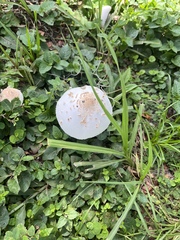 Chlorophyllum molybdites image