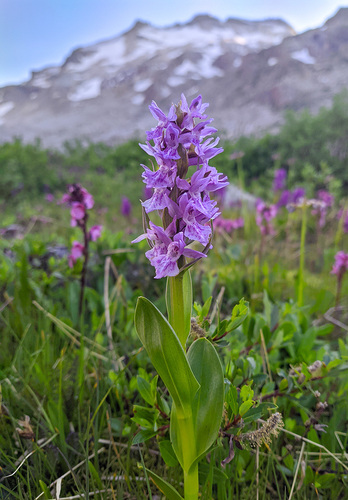 Black Sea Marsh Orchid