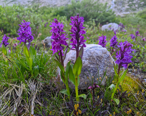 Black Sea Marsh Orchid