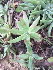Dudleya virens