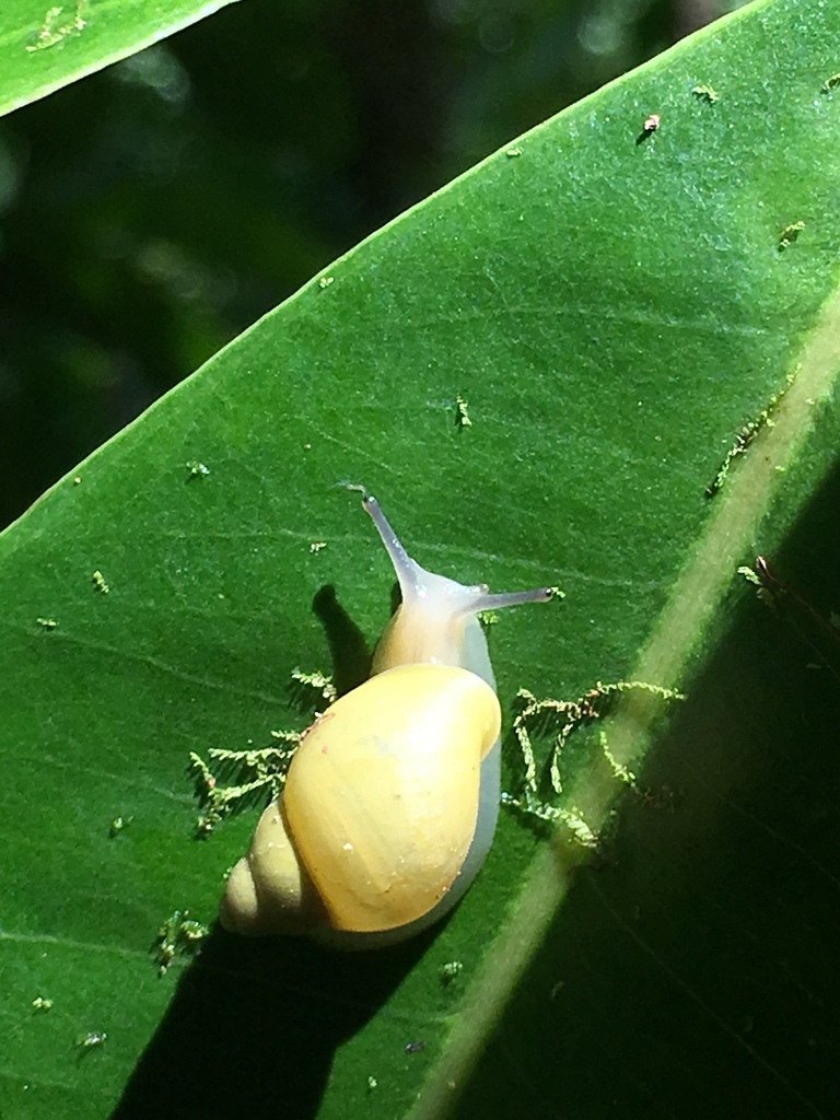 Samoana conica