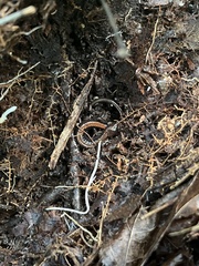 Plethodon cinereus image