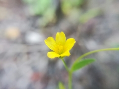 Linum lasiocarpum