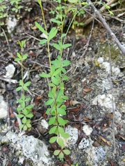 Linum lasiocarpum