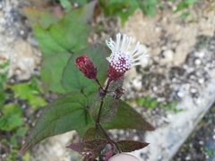 Chromolaena bigelovii