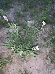 Matthiola parviflora