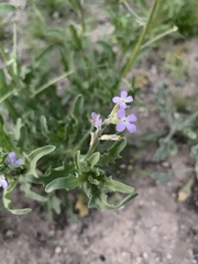 Matthiola parviflora